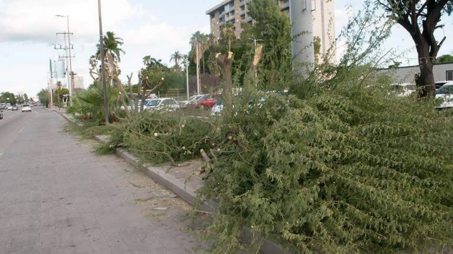 Talan-arboles-bulevar-Kino-Hermosillo-deforestación